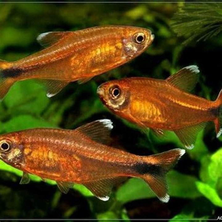 Are gold skirt tetras aggressive?