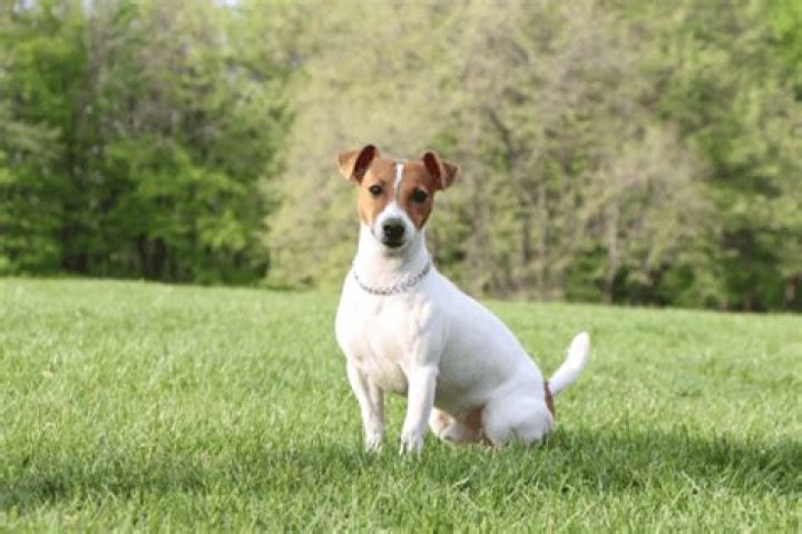 Are Jack Russell Terriers expensive?
