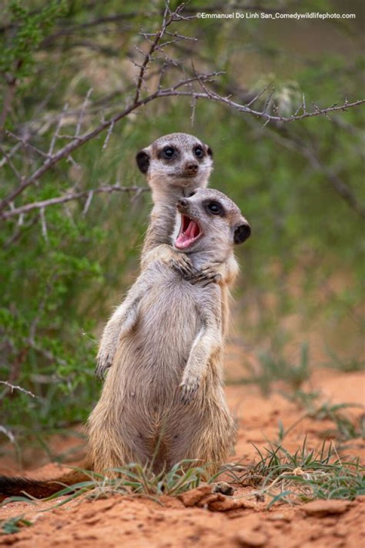 Are there any funny animal pictures on the Internet?