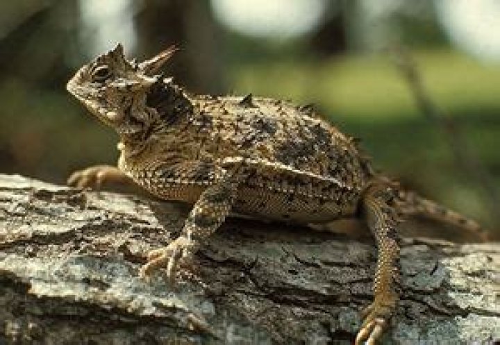 Are there horned toad in Texas?