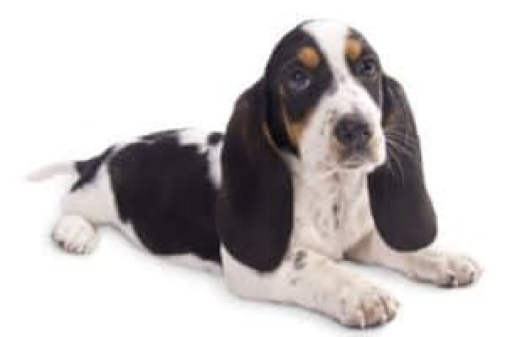 Are there miniature basset Hounds?