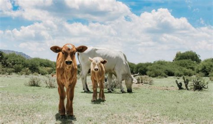 Can a cow have twins from 2 different bulls?