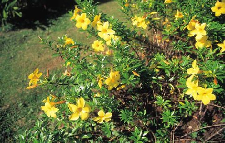 Can I grow damiana?
