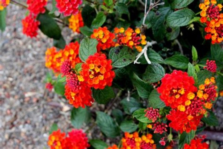 Can lantana grow in full sun?