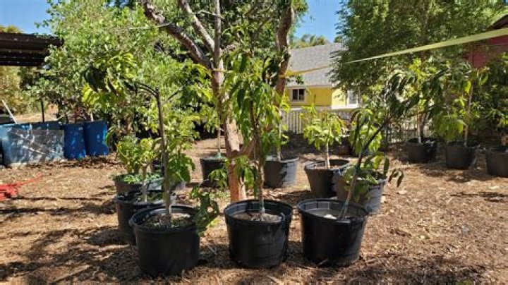 Can mangoes be couriered?