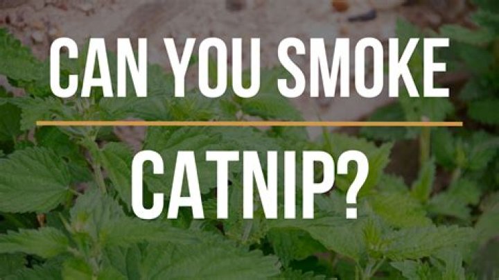 Can smoking catnip harm you?