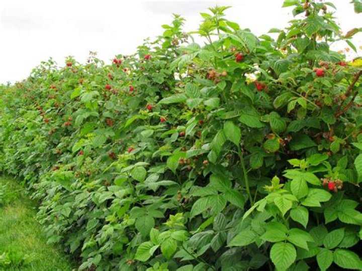 Can wild raspberries be transplanted?