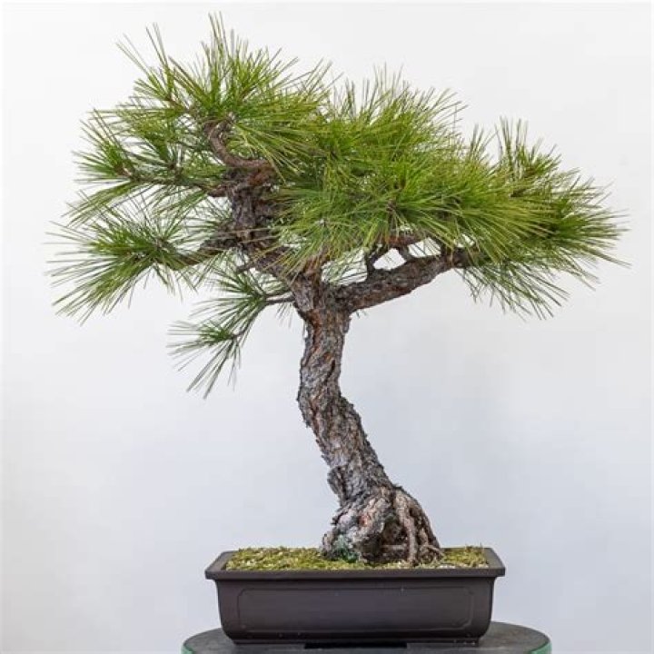 Can you bonsai a ponderosa pine?