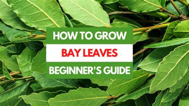 Can you grow bay leaves from seed?