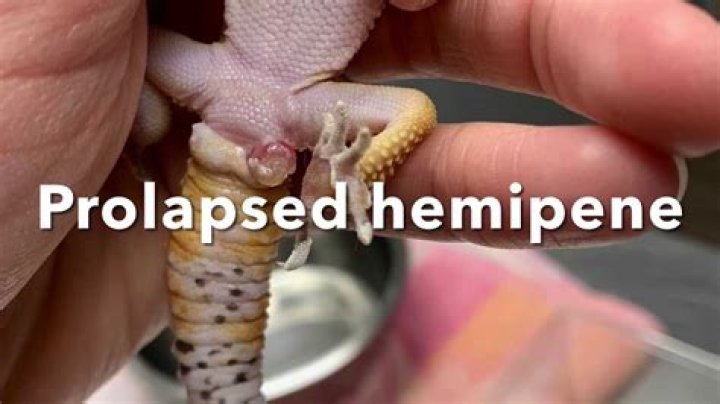 Do lizards have hemipenes?