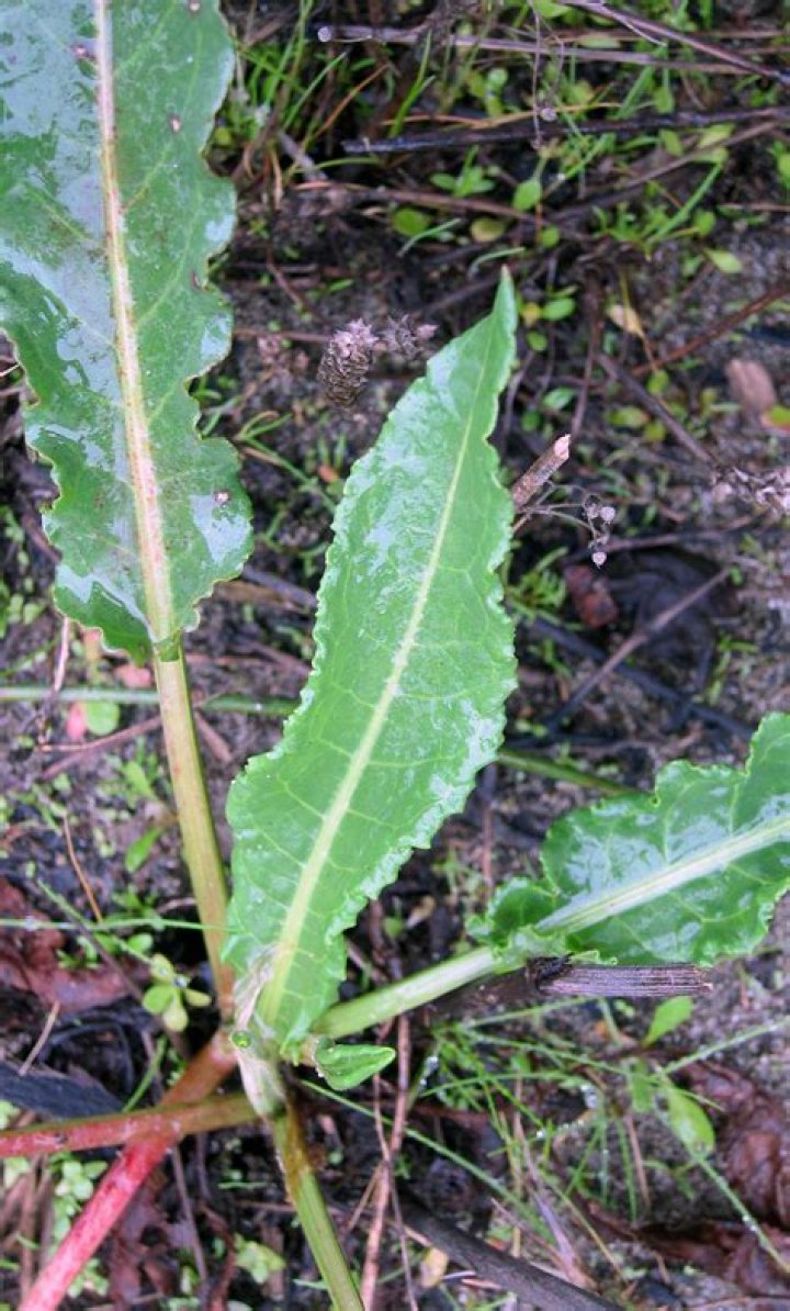 Does curly dock have poisonous look alikes?