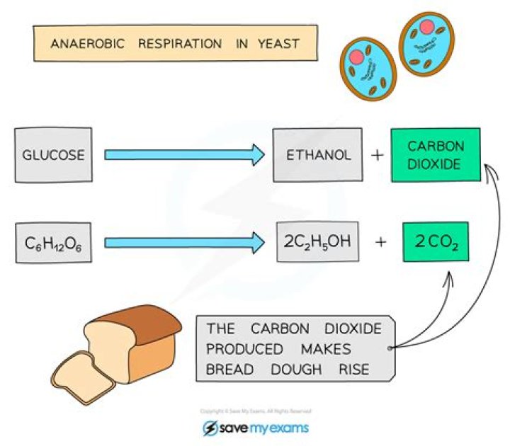 Does yeast change the nutrition of bread?