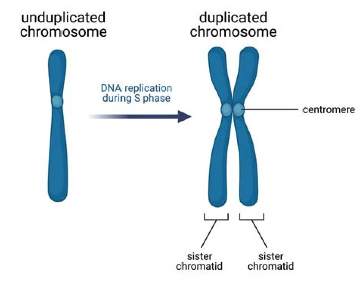 How common is chromosome duplication?