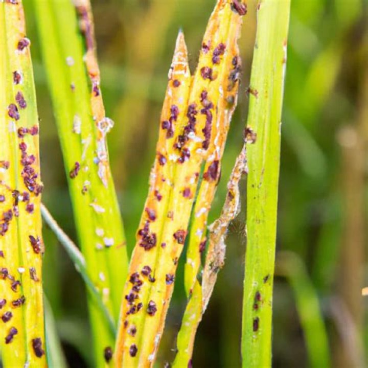 How do I control brown spots on rice?