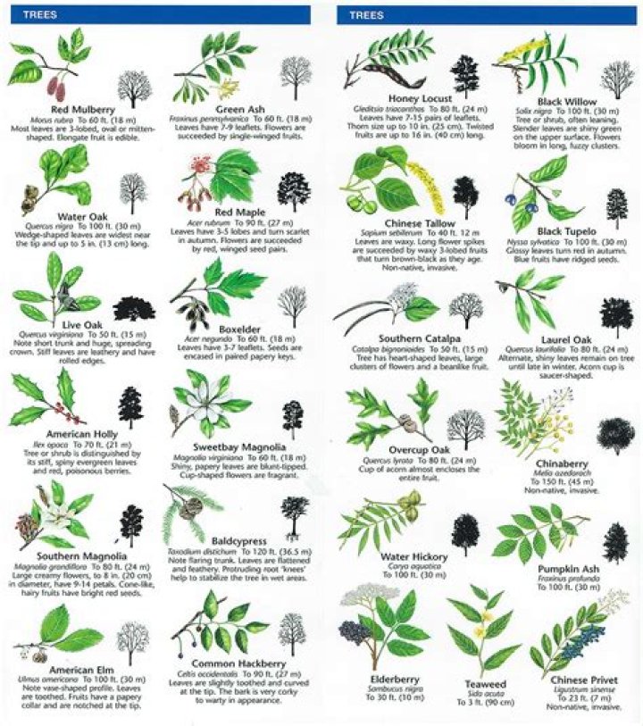 How do I identify a tree type?