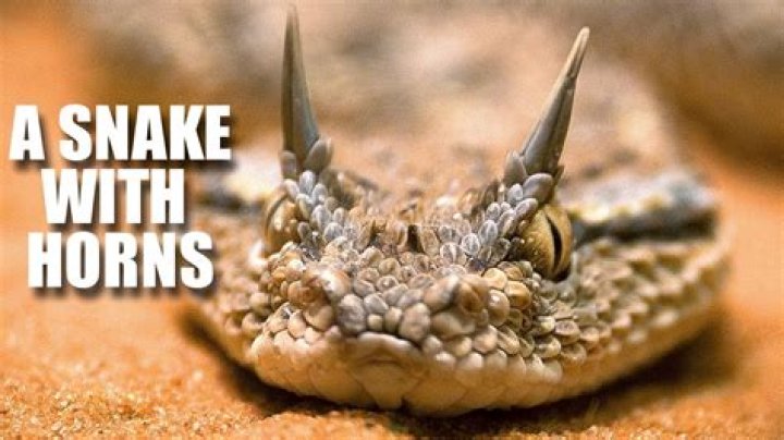 How do I identify a viper snake?