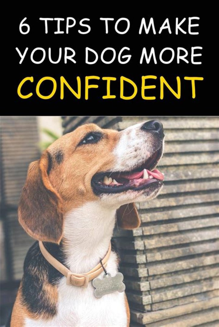 How do I make my dog more confident?