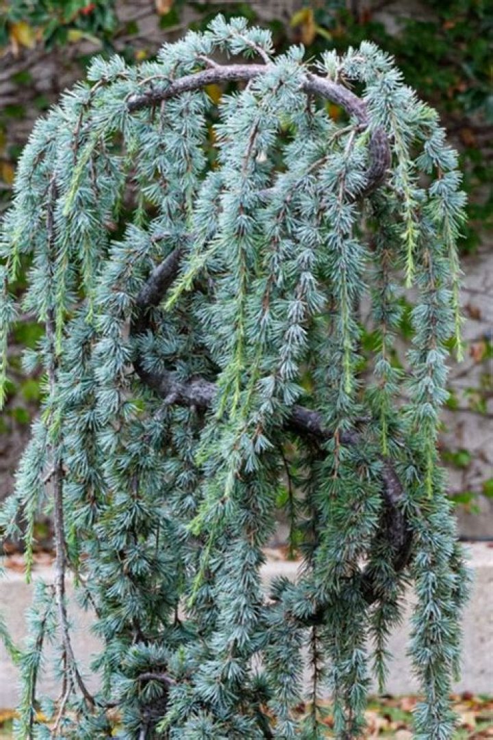 How do you care for weeping blue atlas cedar?