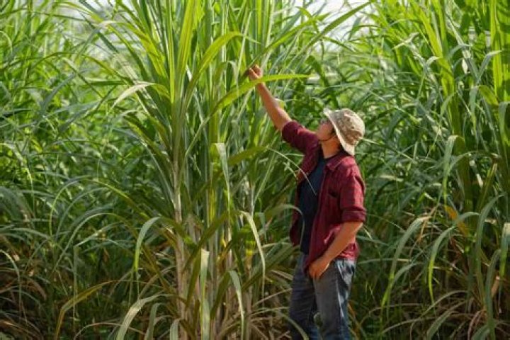 How do you control sugarcane borer?