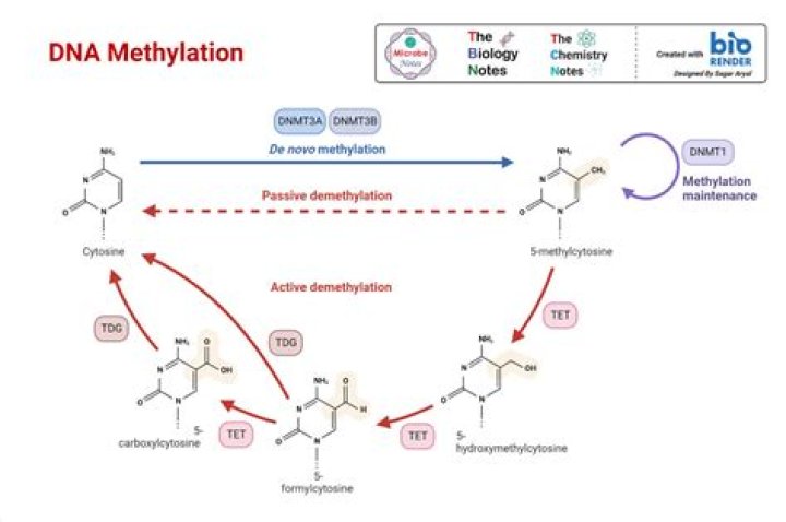 How do you do demethylation?