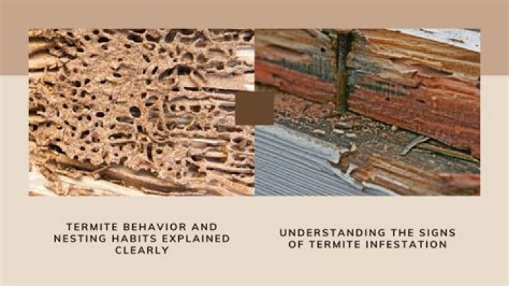 How do you identify termites in wood?