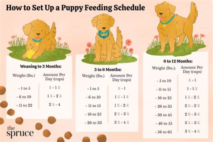 How do you know if your puppy has rickets?