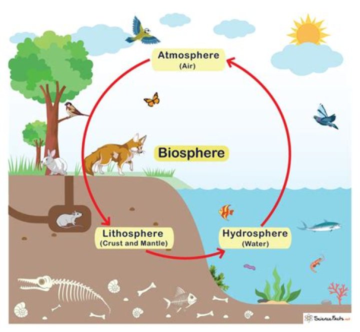 How long can EcoSpheres last?