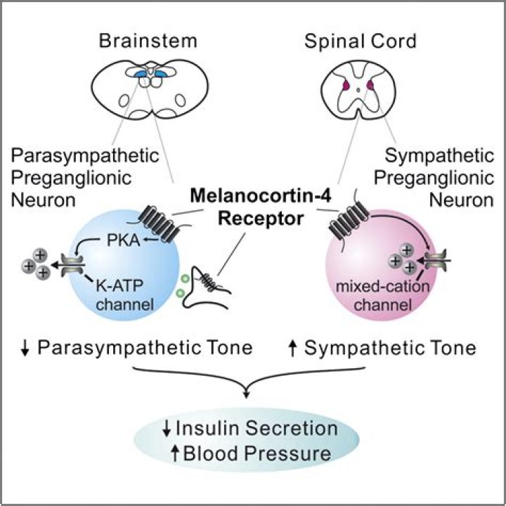 How many melanocortin receptors are there?