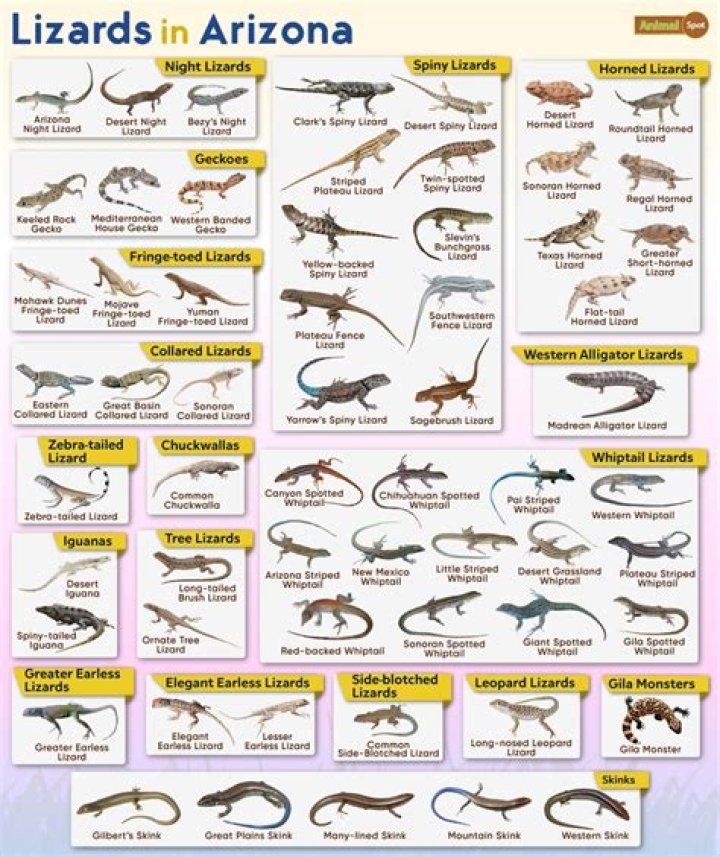 How many species of lizards are there in Australia?