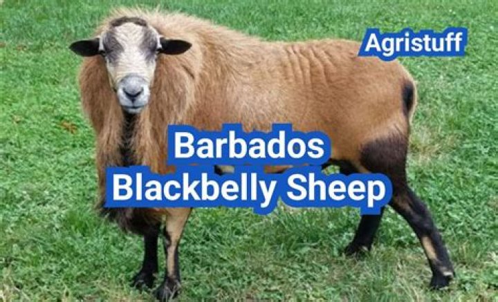 How much does a Barbados sheep cost?