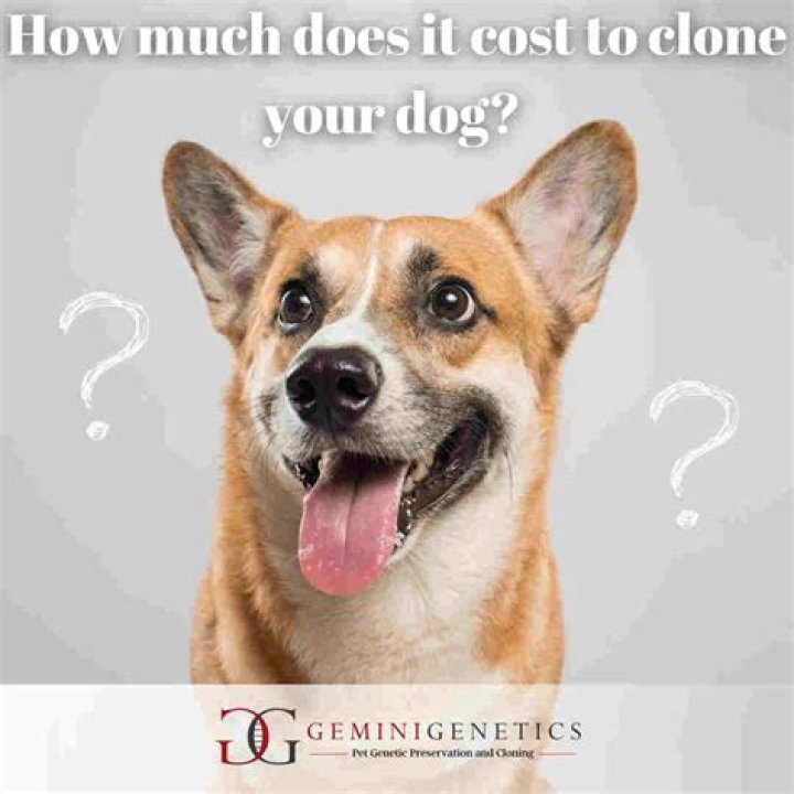 How much does it cost to convert to a Chapter 7?