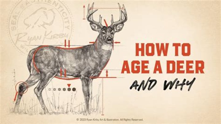 How tall is a full grown whitetail deer?