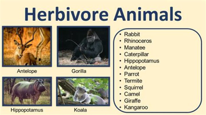 Is a bush pig a herbivore?