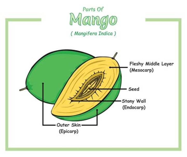 Is any part of a mango poisonous?