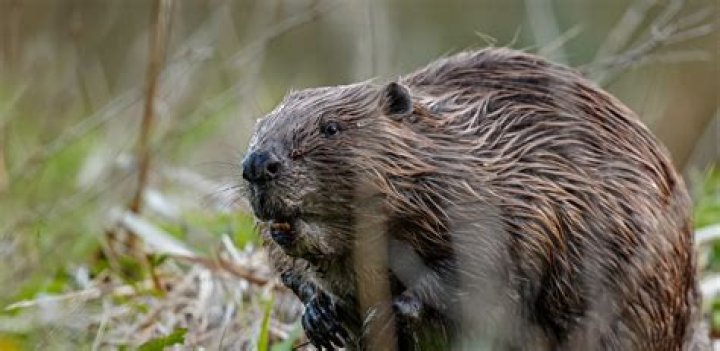 Is beaver the warmest fur?