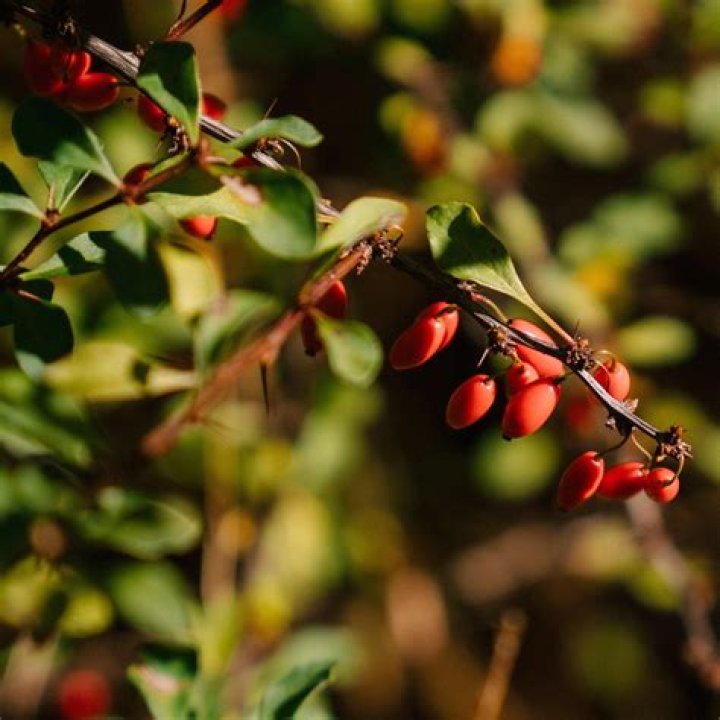 Is Berberis vulgaris invasive?