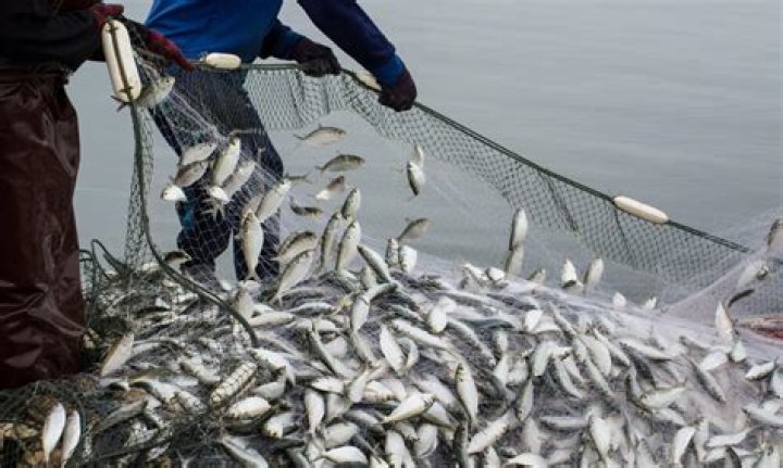 Is cod being overfished?