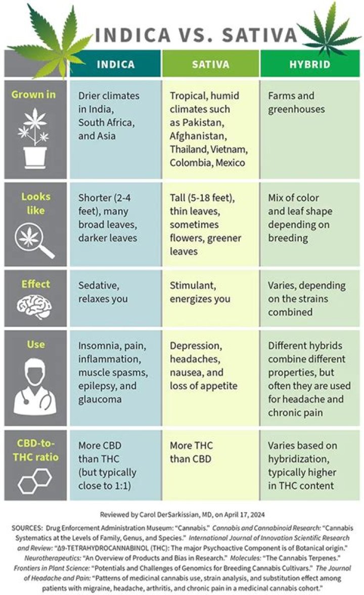 Is the cheese strain a sativa or indica?