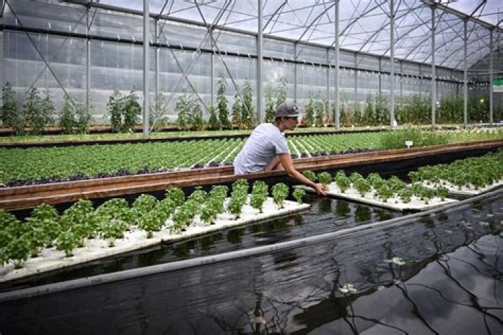 Is there money in aquaponics?