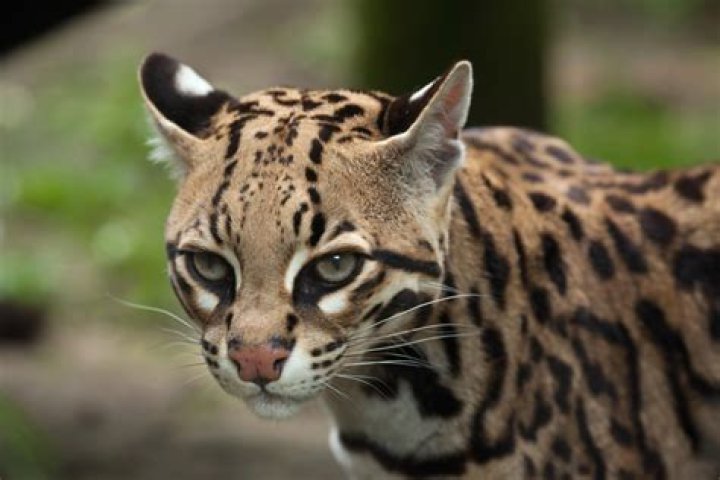 Por que o gato-do-mato e perigoso?