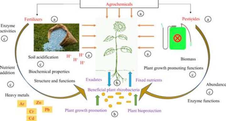 What are agrochemicals and their effects?