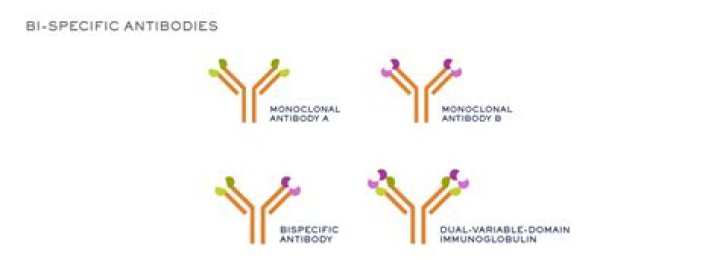 What are bispecific antibodies used for?
