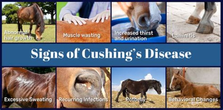 What are diseases that horses can get?
