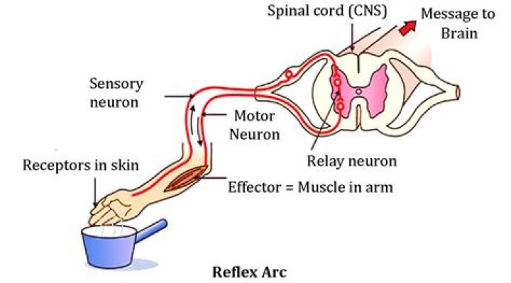 What are some examples of reflex actions?