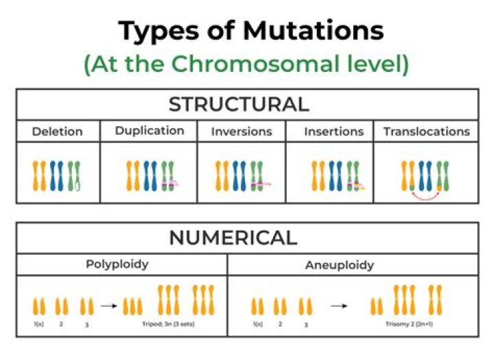 What are the 3 types of mutation explain?