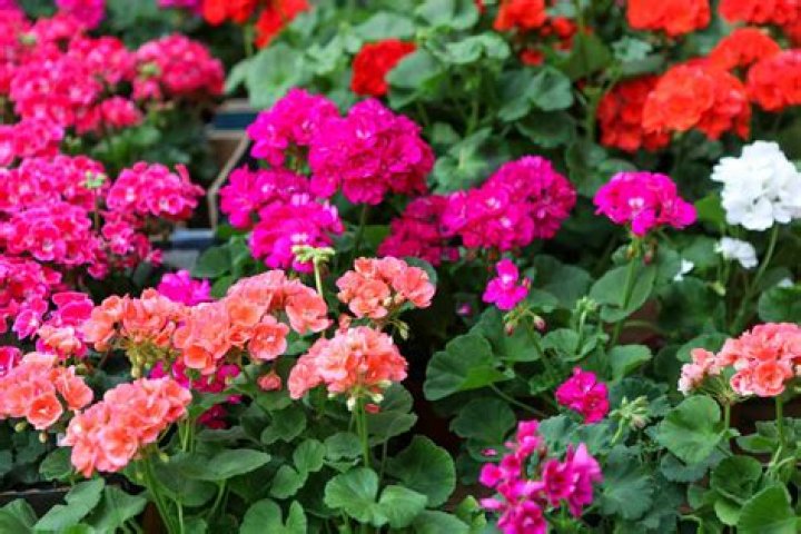 What are the best growing conditions for geraniums?