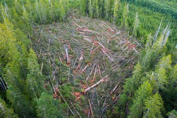 What are the effects of clear cutting in Canada?