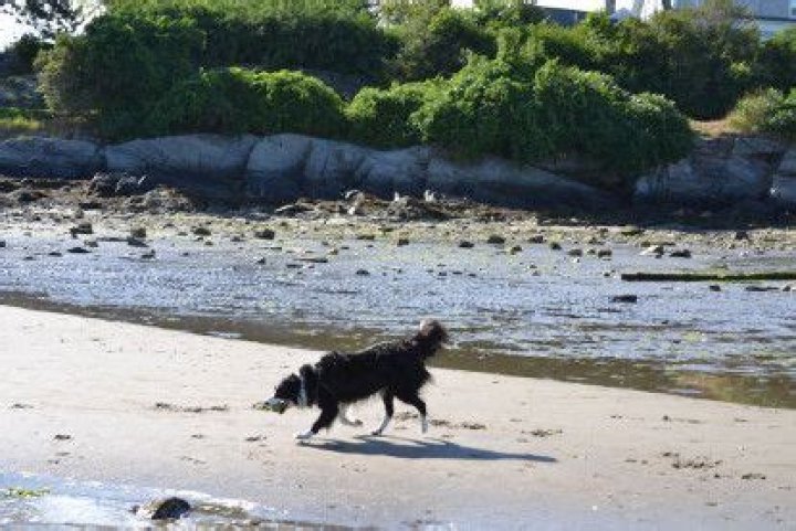 What beaches in Ohio allow dogs?