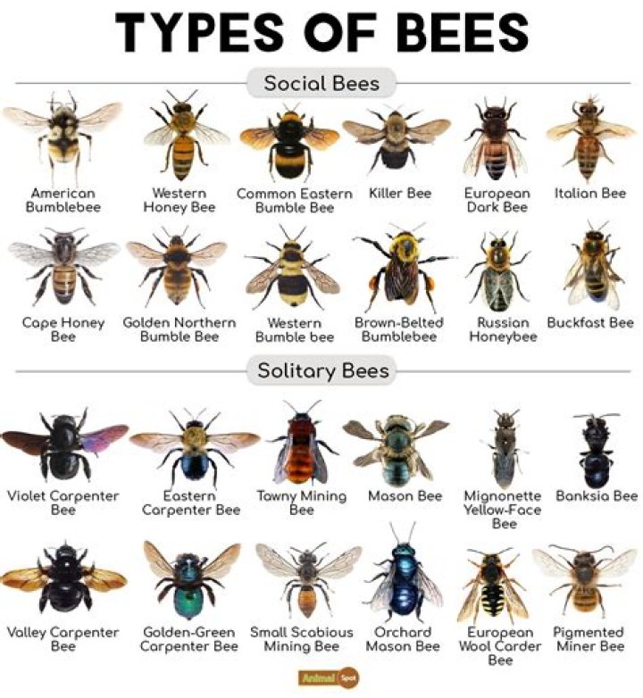 What category do bees fall under?