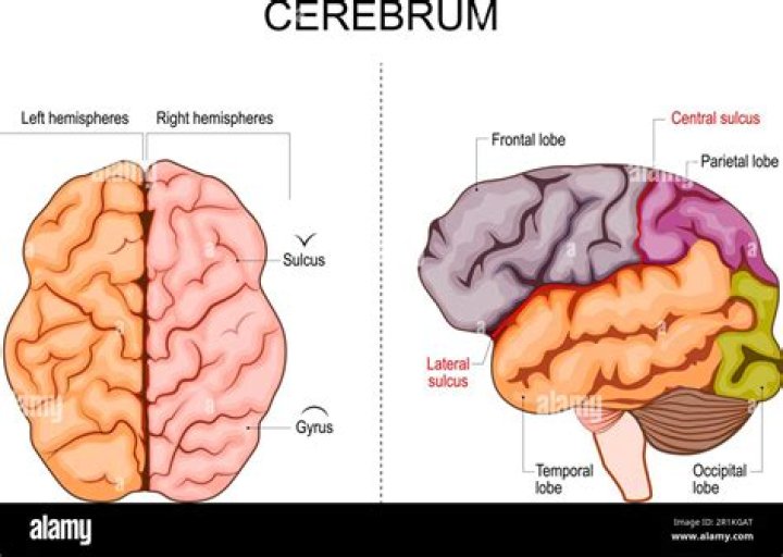 What connects right and left cerebellum?